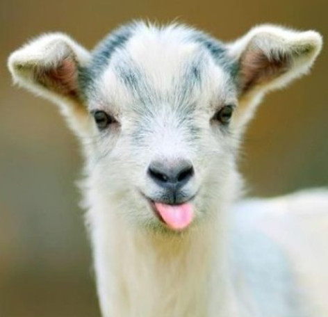 دانلود آهنگ ببعی تو بازیگوشی مثل منی باهوشی دانلود آهنگ ببعی تو بازیگوشی مثل منی باهوشی